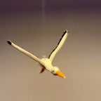 Storch • Störich?